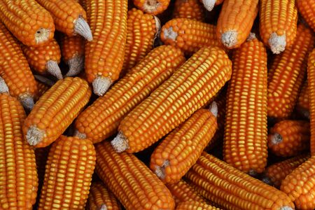 Detail many dry corn for food background