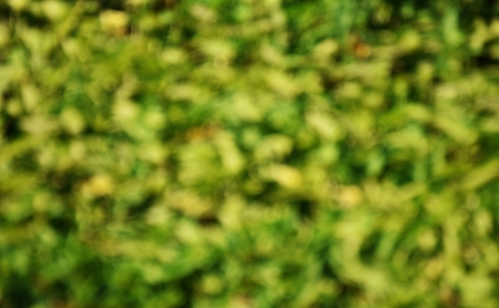 Detail blurred of green plant for backgroudの写真素材