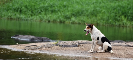 bored dog waiting owner on rock beside riverの写真素材