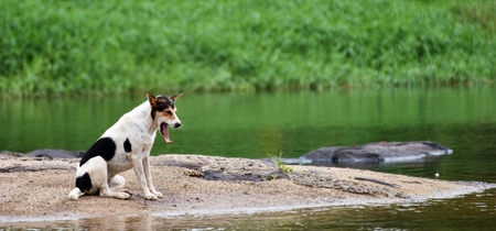 bored dog waiting owner on rock beside riverの写真素材