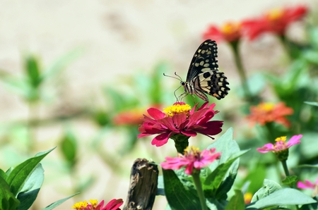 little butterfly find food on red flower in morningの写真素材