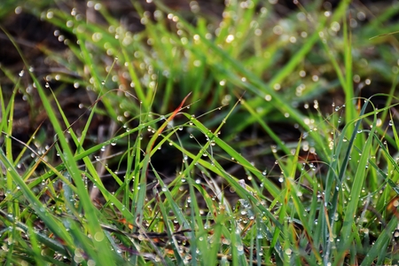 water drop on fresh grass in morningの写真素材