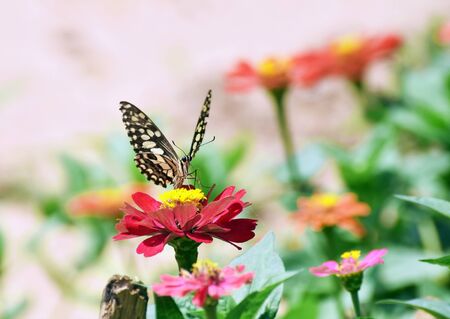 little butterfly find food on red flower in morningの写真素材
