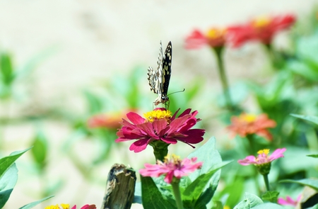 little butterfly find food on red flower in morningの写真素材