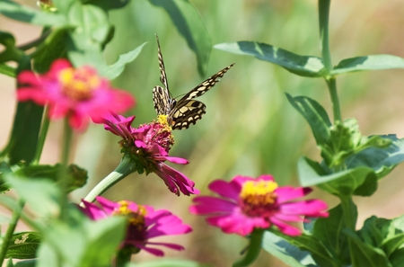 little butterfly find food on red flower in morningの写真素材