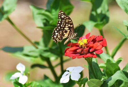 little butterfly find food on red flower in morningの写真素材