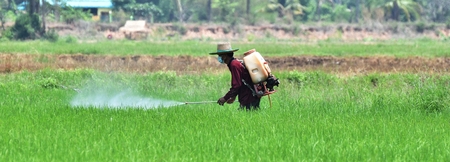 farmer spraying pesticide in green rice fieldの写真素材