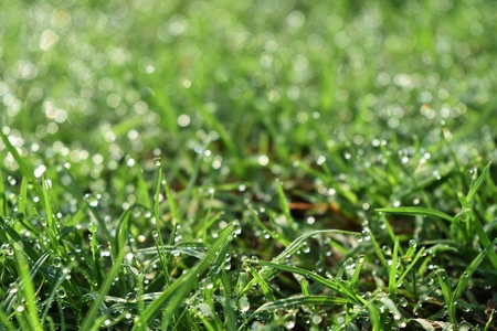 water drop on fresh grass in morningの写真素材