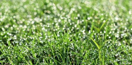 water drop on fresh grass in morningの写真素材