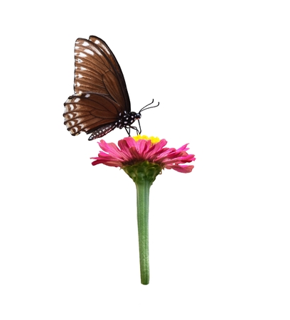 Isolated little brown butterfly on pink flower on white backgroundの写真素材