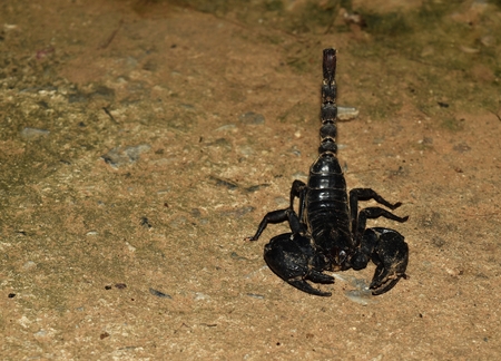 black scorpion on dirty ground for backgroundの写真素材