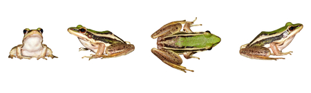 Isolated little frog sitting on white backgroundの写真素材