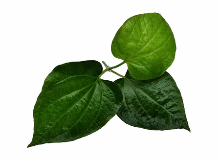 isolated leaves of wildbetal leafbush on white background and ingredient in Thai foodの写真素材