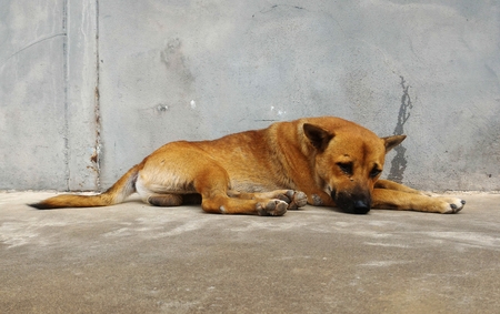 Hungry stray dog wait someone give food on dirty ground beside old wall for backgroundの写真素材
