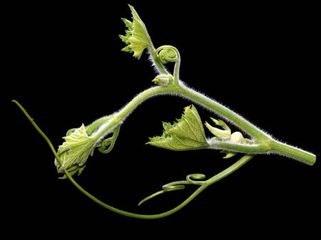 Isolated little pumpkin vine on black backgroundの写真素材