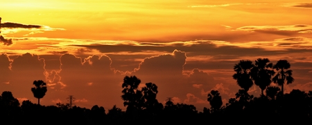 yellow sky before sunset over shadow tree in rice field in eveningの写真素材