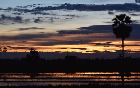 yellow sky before sunset over shadow tree in rice field in eveningの写真素材