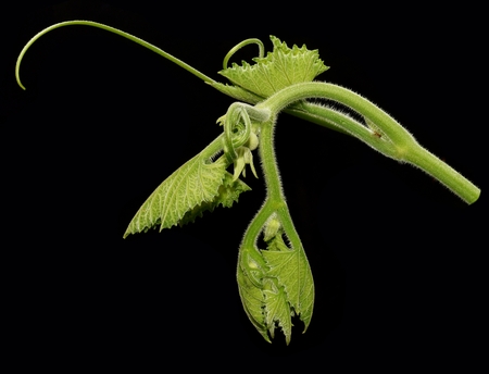 Isolated little pumpkin vine on black backgroundの写真素材