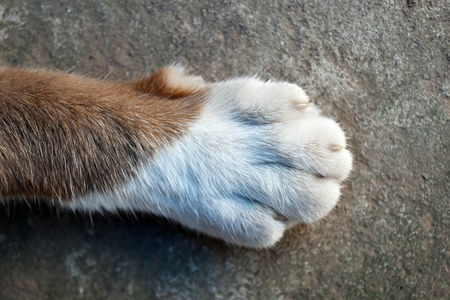 top view foot of cat footの写真素材