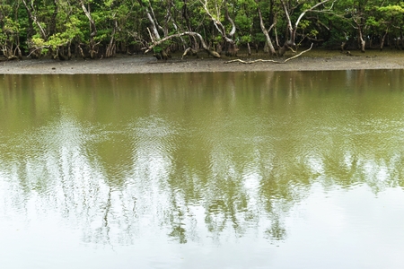 mangrove forest beside sea near fisherman villageの写真素材