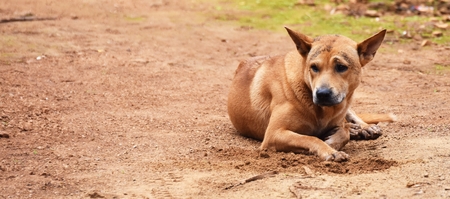 hungry stray dog wait someone give food on dirty ground in countryside for backgroundの写真素材