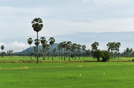 rice field and mountain under cloudy sky in rainy seasonの写真素材