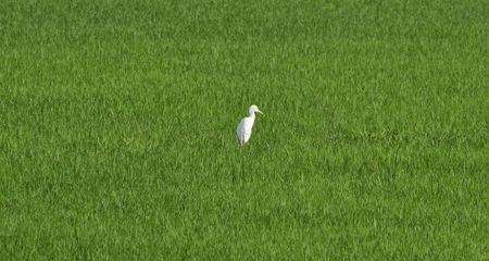 white egret stand alone in green rice field for backgroundの写真素材