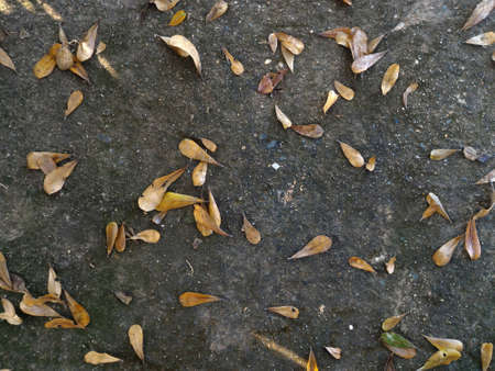 brown dry leaf on dirty old concrete for backgroundの写真素材