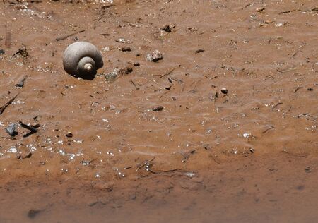 shell on wet soil mud beside water in rice fieldの写真素材