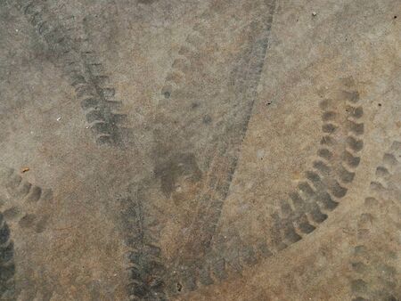 tire track of forklift on cement floorの写真素材