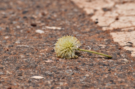 little flower on dirty asphalt road in countryside in in selective focusの写真素材