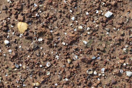many broken shell on brown soil groundの写真素材
