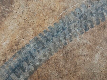tire track of forklift on cement floorの写真素材