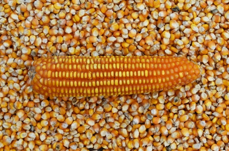 corn on many dried corn seed for backgroundの写真素材