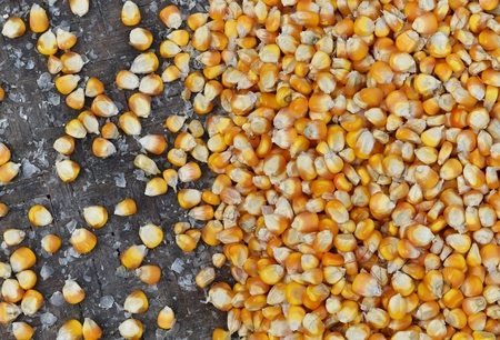 many dried corn seed in old winnowing basket for background