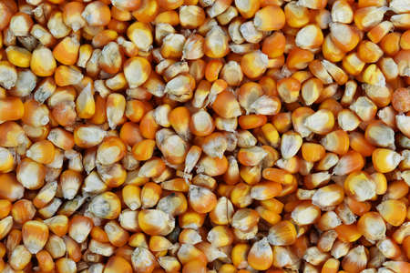 many dried corn seed for backgroundの写真素材