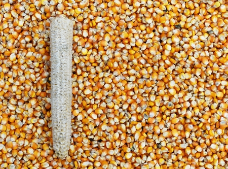 corn cob on many dried corn seed for backgroundの写真素材