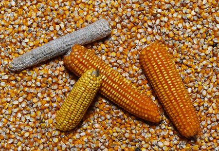 corn cob and corn on many dried corn seed for backgroundの写真素材