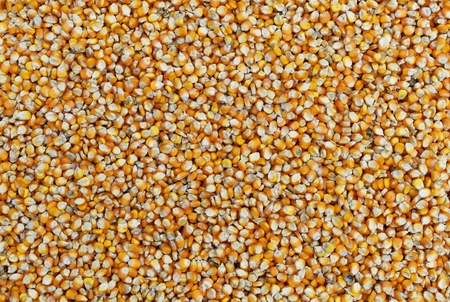 many dried corn seed for backgroundの写真素材