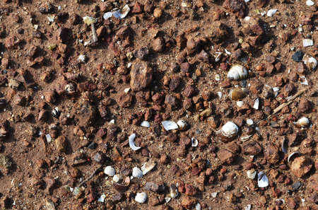 many broken shell on brown soil groundの写真素材