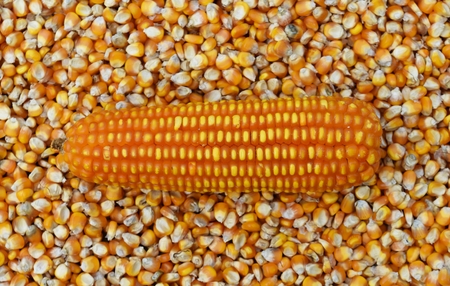 corn on many dried corn seed for backgroundの写真素材