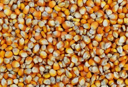 many dried corn seed for backgroundの写真素材