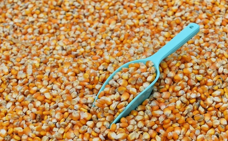 green scoop on many dried corn seed for backgroundの写真素材