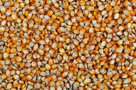 many dried corn seed for backgroundの写真素材