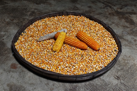 corn cob and corn on many dried corn seed in old winnowing basket on dirty cement ground for backgroundの写真素材