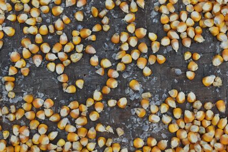 many dried corn seed in old winnowing basket for backgroundの写真素材