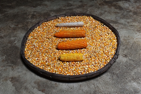 corn cob and corn on many dried corn seed in old winnowing basket on dirty cement ground for backgroundの写真素材