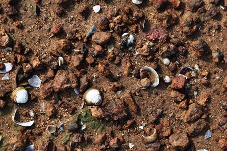 many broken shell on brown soil groundの写真素材