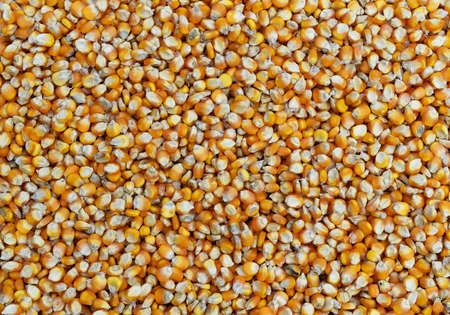 many dried corn seed for backgroundの写真素材