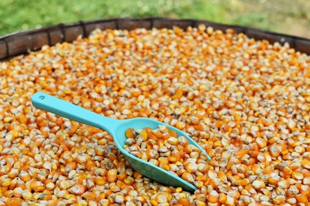 green scoop on many dried corn seed in old winnowing basket for backgroundの写真素材